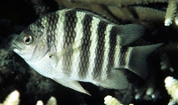 Abudefduf septemfasciatus, Banded sergeant: fisheries