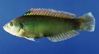Halichoeres tenuispinis, :