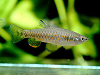 Pyrrhulina rachoviana, Fanning pyrrhulina: aquarium