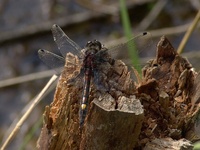 Leucorrhinia pectoralis - Large White-faced Darter