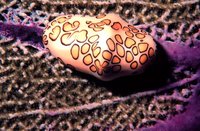 Cyphoma gibbosum - Flamingo Tongue