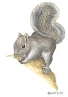 Image of: Sciurus carolinensis (eastern gray squirrel)