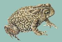 Image of: Bufo houstonensis (Houston toad)