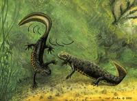 Image of: Salamandridae (newts and salamanders)