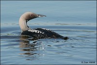 Gavia arctica - Black-throated Diver