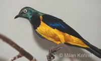 Lamprotornis regius - Golden-breasted Starling