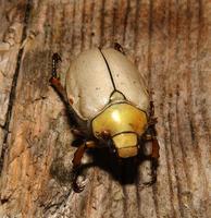 Image of: Cotalpa lanigera (goldsmith beetle)