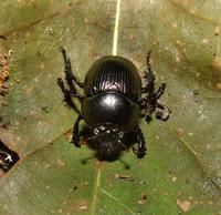 Image of: Geotrupes