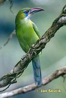 Aulacorhynchus sulcatus - Groove-billed Toucanet