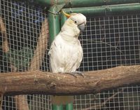 Cacatua sulphurea - Yellow-crested Cockatoo