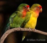 Agapornis roseicollis - Rosy-faced Lovebird
