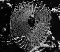Image of: Araneidae (orbweavers)
