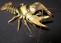 Image of: Orconectes luteus
