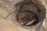 Myotis daubentonii - Daubenton's Bat
