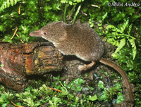 Sorex minutus - Pygmy Shrew