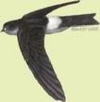 Image of: Aerodramus spodiopygius (white-rumped swiftlet)