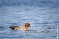 Image of: Anas penelope (Eurasian wigeon)