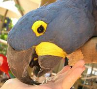 Image of: Anodorhynchus hyacinthinus (hyacinth macaw)