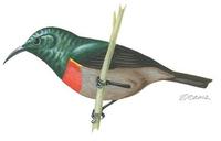 Image of: Cinnyris chloropygius (olive-bellied sunbird)