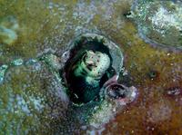 Blenniella periophthalmus - Blue-dashed Rockskipper