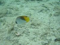 Chaetodon auriga - Cross-stripe Butterfly