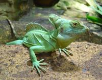 Basiliscus plumifrons - Green Basilisk