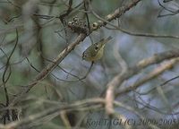 Goldcrest - Regulus regulus