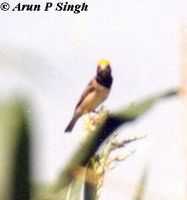 Streaked Weaver - Ploceus manyar