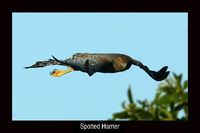 Spotted Harrier