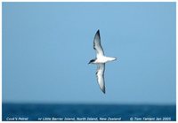 Cook's Petrel - Pterodroma cookii