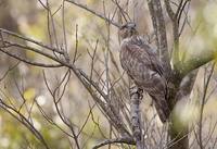 Madagascar Cuckoo-Hawk (Aviceda madagascariensis) photo