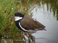 Red-kneed Dotterel - Erythrogonys cinctus