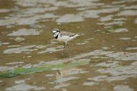 Madagascar Plover - Charadrius thoracicus