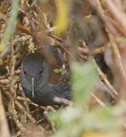 Black Rail (Laterallus jamaicensis) photo