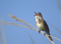 Oriental Reed-Warbler (Acrocephalus orientalis) photo