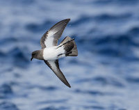 White-bellied Storm-Petrel (Fregetta grallaria) photo