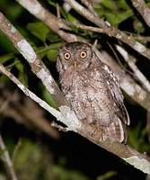 Tropical Screech-Owl (Otus choliba) photo