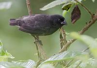 Small Ground-Finch (Geospiza fuliginosa) photo