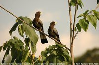 Eastern Plantain-eater - Crinifer zonurus