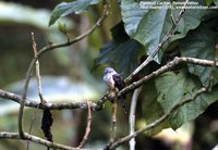 Plaintive Cuckoo - Cacomantis merulinus