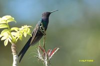 Swallow-tailed Hummingbird - Eupetomena macrourus