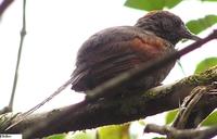 Slaty Spinetail - Synallaxis brachyura