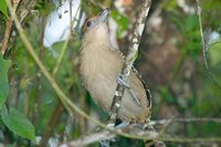 Giant Antshrike - Batara cinerea