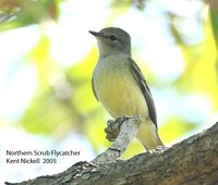 Northern Scrub-Flycatcher - Sublegatus arenarum