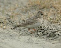 Sand Lark - Calandrella raytal