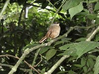 Brown Trembler - Cinclocerthia ruficauda