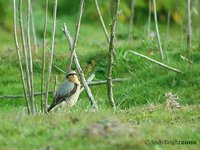 Northern Wheatear - Oenanthe oenanthe