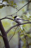 Willow Tit - Poecile montana