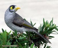 Noisy Miner - Manorina melanocephala