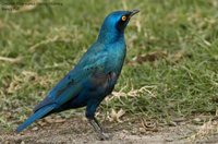 Greater Blue-eared Glossy-Starling - Lamprotornis chalybaeus